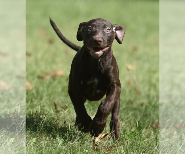 Medium Photo #3 Chocolate Labrador retriever-Pointer Mix Puppy For Sale in Mechanicsburg, PA, USA