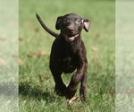 Small Photo #3 Chocolate Labrador retriever-Pointer Mix Puppy For Sale in Mechanicsburg, PA, USA