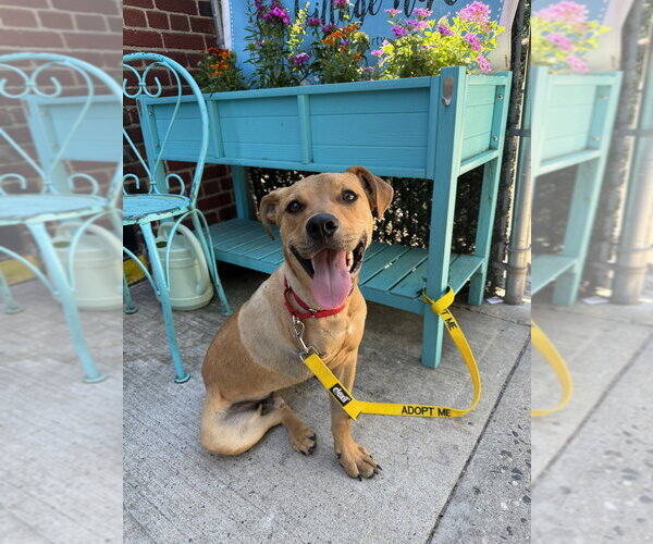 Medium Photo #11 Mutt Puppy For Sale in New York, NY, USA