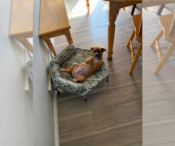 Medium Photo #5 Borador Puppy For Sale in Sandy, UT, USA