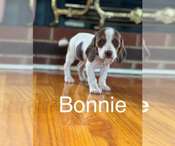 Medium Photo #1 Beagle Puppy For Sale in WOODBRIDGE, VA, USA