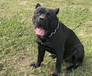 Father of the Cane Corso puppies born on 12/20/2023