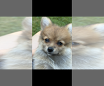 Small #10 Pomeranian