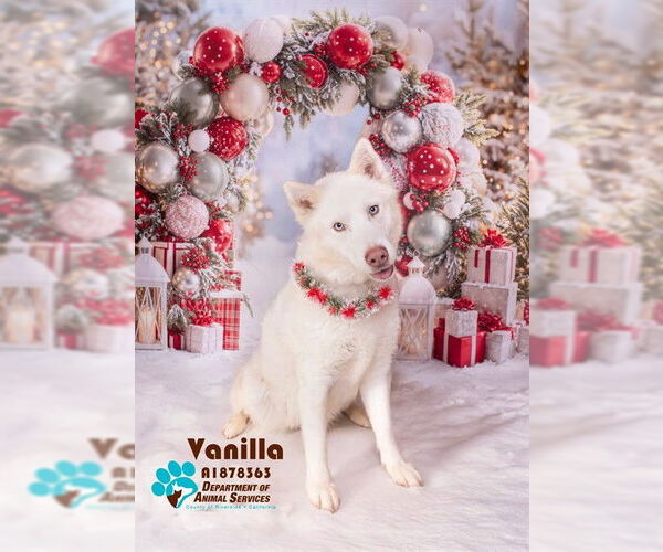 Medium Photo #1 German Shepherd Dog Puppy For Sale in Riverside, CA, USA