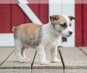 Pembroke Welsh Corgi Puppy for sale in LIBERTY, KY, USA