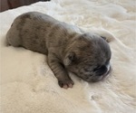 Puppy Puppy 3 Merle French Bulldog