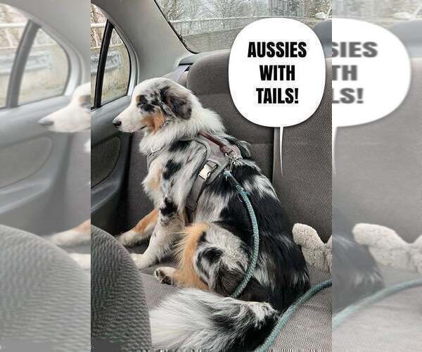 Medium Photo #7 Australian Shepherd Puppy For Sale in AKRON, OH, USA