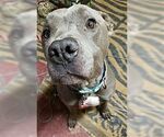 Small #3 American Staffordshire Terrier
