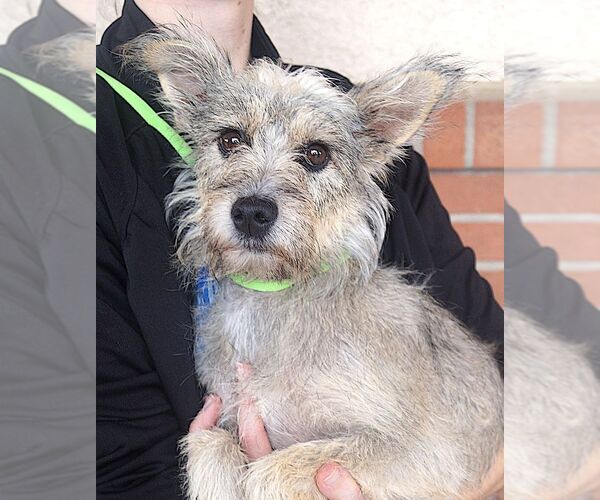Medium Photo #1 Cairn Terrier-Unknown Mix Puppy For Sale in Carrollton, TX, USA