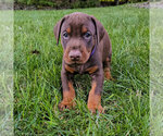 Puppy Red Female Doberman Pinscher