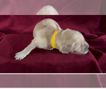 Small #2 Golden Retriever