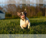 Small Photo #10 French Bulldog Puppy For Sale in WARSAW, IN, USA