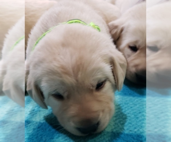 Medium Photo #63 Labrador Retriever Puppy For Sale in OLYMPIA, WA, USA