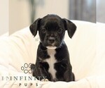 Small #2 French Bulldog-Goldendoodle Mix