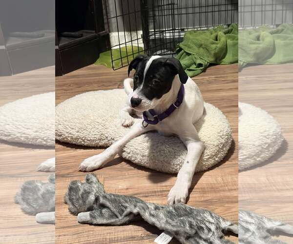 Medium Photo #4 Mutt Puppy For Sale in pomfret, CT, USA