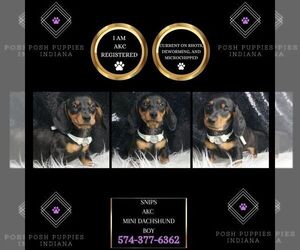 Dachshund Puppy for sale in WARSAW, IN, USA