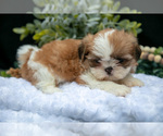 Puppy Heidi Shih Tzu