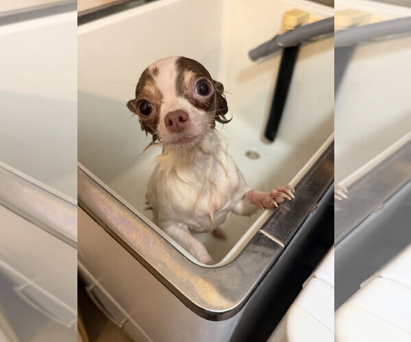 Medium Photo #2 Chihuahua-Unknown Mix Puppy For Sale in Grafton, WI, USA