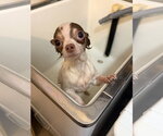 Small #1 Chihuahua Mix