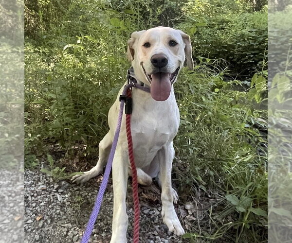 Medium Photo #14 Labrador Retriever-Unknown Mix Puppy For Sale in Boston, MA, USA