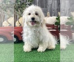 Small Havanese