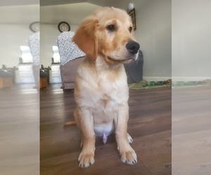 Golden Retriever Puppy for sale in BEDFORD, TX, USA
