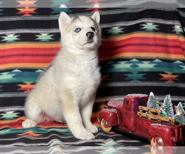 Medium Photo #1 Siberian Husky Puppy For Sale in LAWNDALE, NC, USA