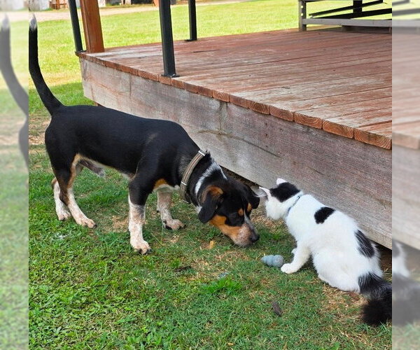 Medium Photo #10 Doxle Puppy For Sale in Dunnellon, FL, USA