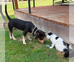 Dante - Male Doxle Dog for Adoption - Photo #10