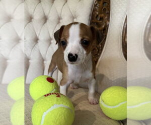 Chihuahua-Unknown Mix Dogs for adoption in Mundelein, IL, USA