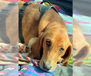 Basset Hound Dogs for adoption in Deepwater, NJ, USA