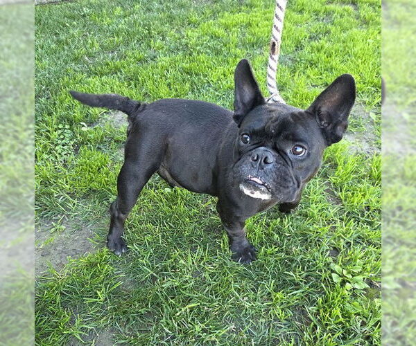 Medium Photo #1 French Bulldog Puppy For Sale in Long Beach, CA, USA