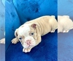 Small #4 English Bulldog