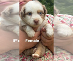 Puppy Puppy 2 Australian Shepherd