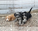 Small Photo #15 Cavapoo Puppy For Sale in GILBERTSVILLE, PA, USA