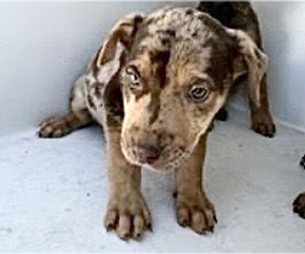 Medium Photo #2 Labrador Retriever-Unknown Mix Puppy For Sale in Houston, TX, USA