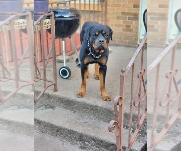 Medium Photo #1 Rottweiler Puppy For Sale in RACINE, WI, USA