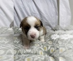 Small #7 Pembroke Welsh Corgi