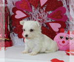 Small Photo #10 Maltese Puppy For Sale in CHANUTE, KS, USA
