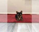 Small Photo #1 Yorkshire Terrier Puppy For Sale in SAINT CLOUD, FL, USA