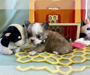 Chihuahua Puppy for sale in NEWVILLE, PA, USA