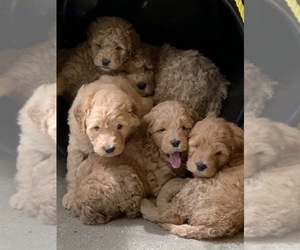 Goldendoodle-Unknown Mix Puppy for sale in ARKADELPHIA, AR, USA