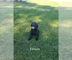 Labrador Retriever Puppy for sale in NAKINA, NC, USA