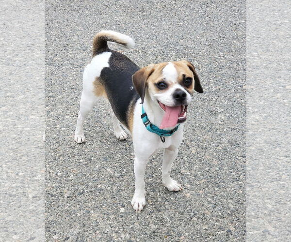 Medium Photo #2 Puggle Puppy For Sale in Temecula, CA, USA