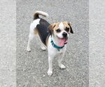 Small #1 Puggle