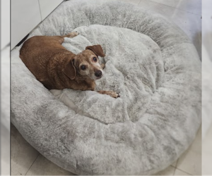 COURTESY POST: Milo - Male Dachshund-Unknown Mix Dog for Adoption - Photo #3