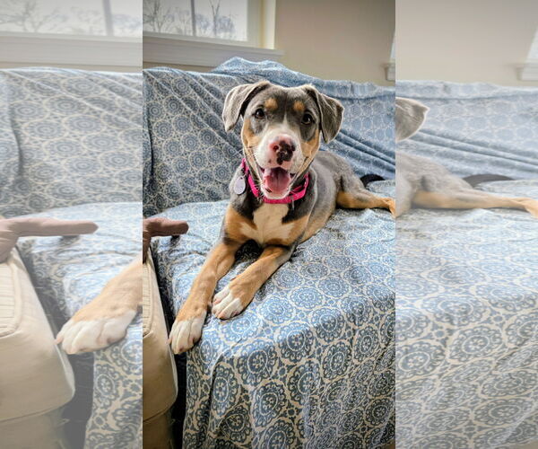 Medium Photo #1 Mountain Cur-Unknown Mix Puppy For Sale in Rockaway, NJ, USA