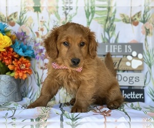 Goldendoodle (Miniature) Puppy for sale in LANCASTER, PA, USA