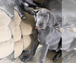 Small Photo #2 Great Dane Puppy For Sale in ROAMING SHORES, OH, USA