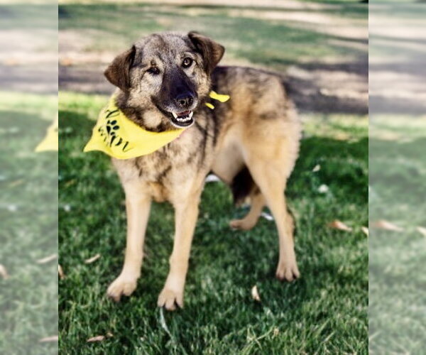 Medium Photo #4 Norwegian Elkhound-Unknown Mix Puppy For Sale in Newport Beach, CA, USA
